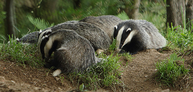 Badger Group