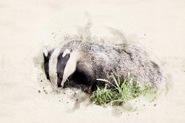 Badger watercolour