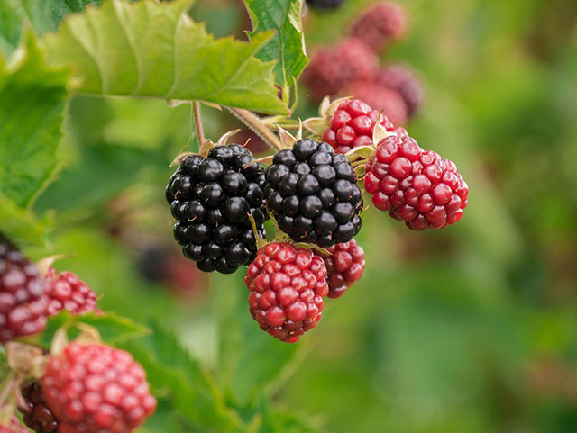 Blackberries