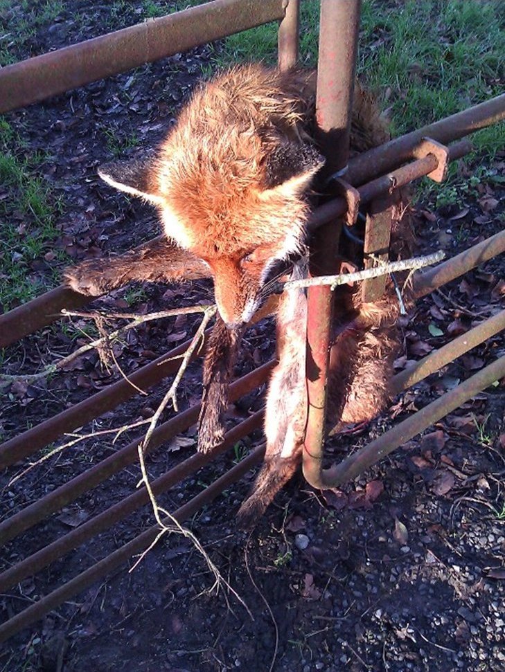 Dead Fox on Gate
